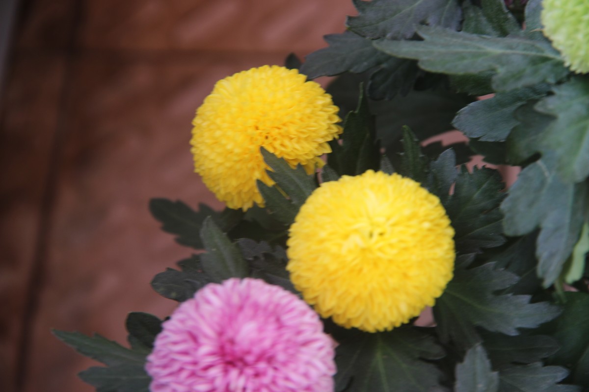 阳台拍乒乓球菊（4）