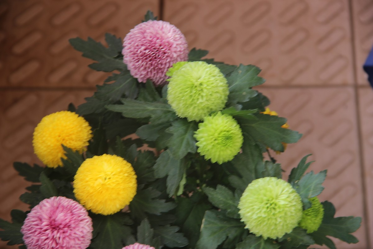 阳台拍乒乓球菊（4）