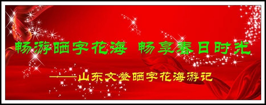 山东文登晒字花海  【0429】