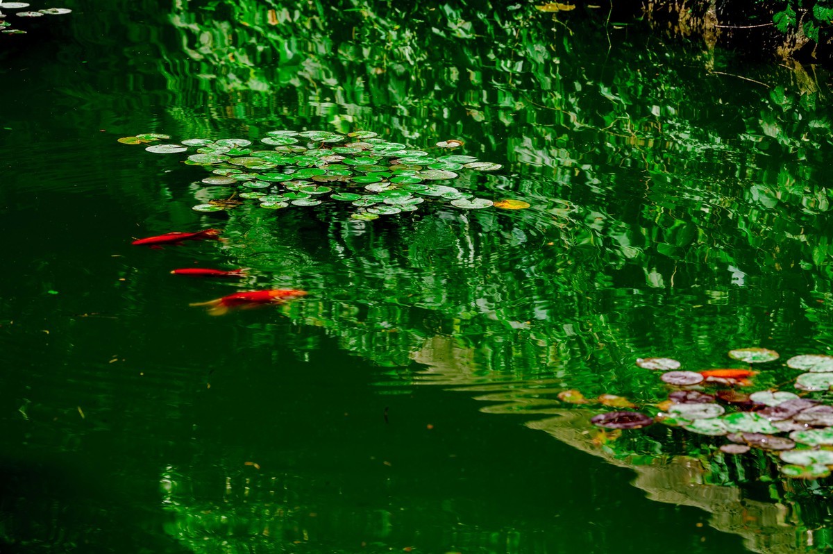 庐州印象（351）