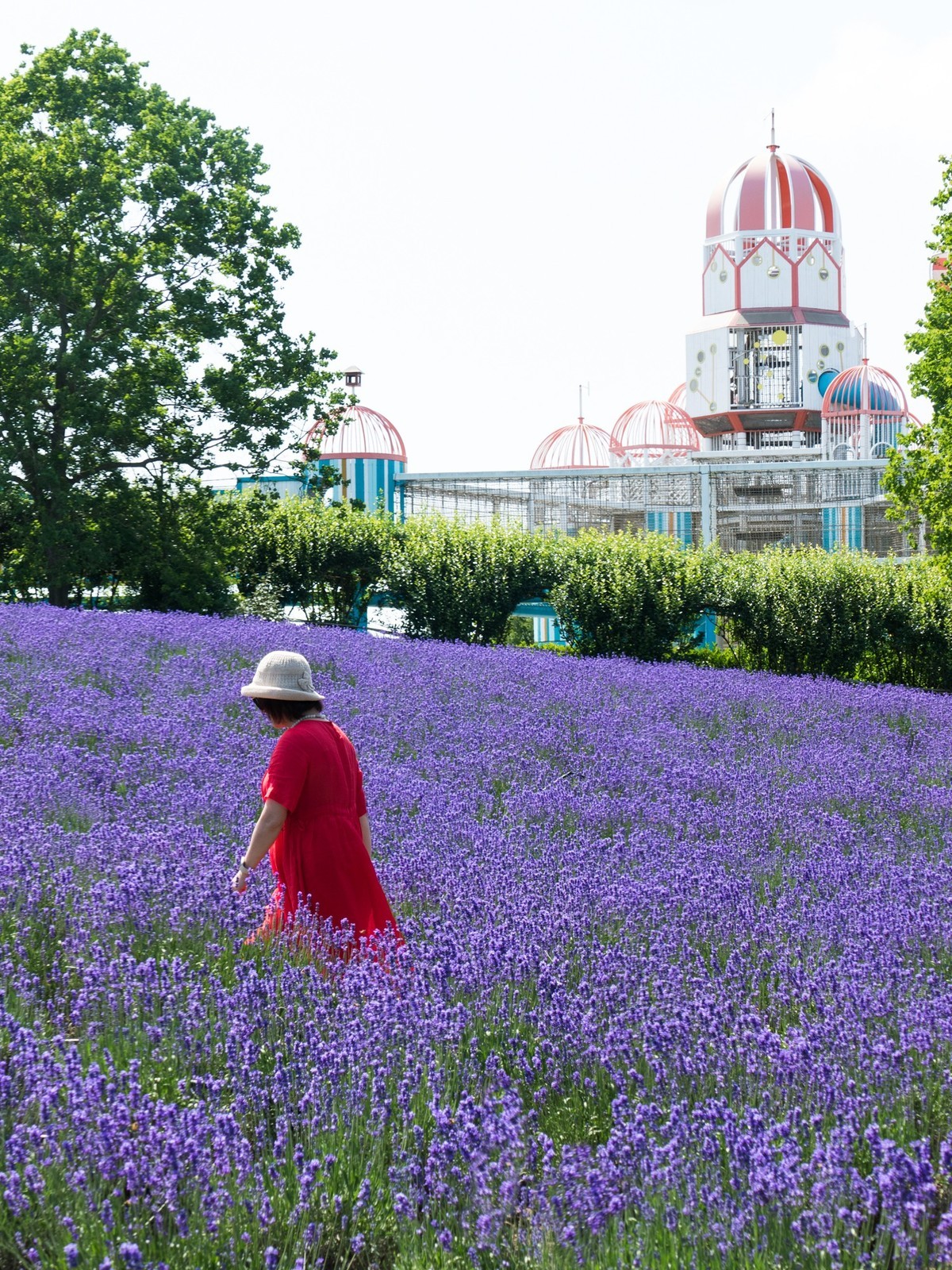 上海薰衣草公园（2）