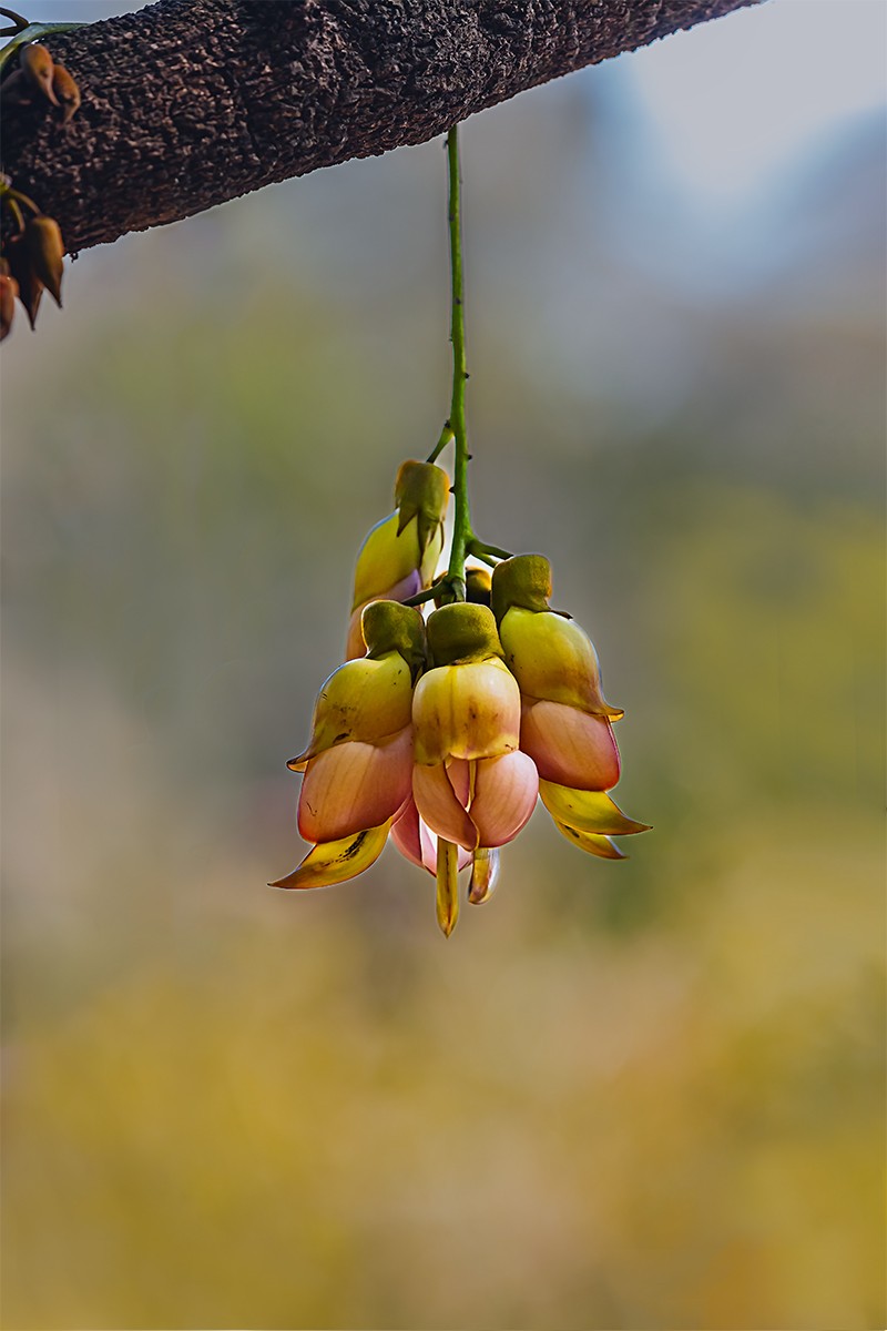 禾雀花