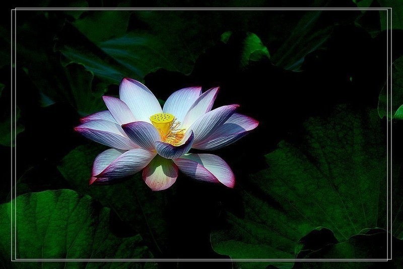 芙蓉仙子舞人间=11