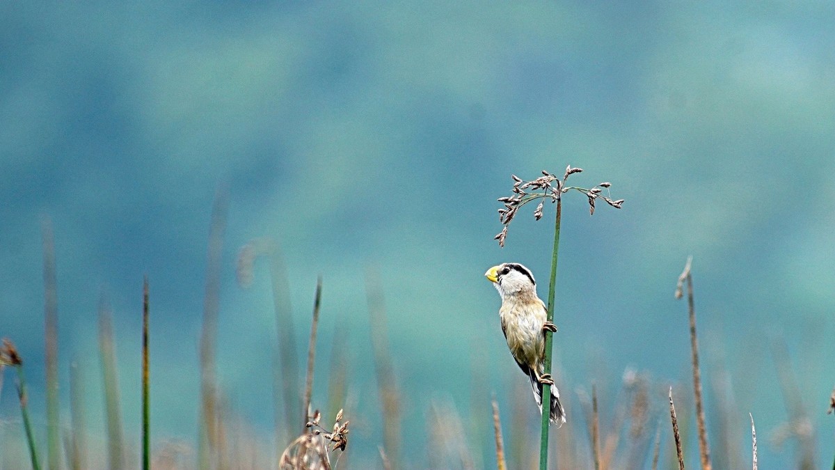 湿地公园拍鸟儿    震旦鸦雀