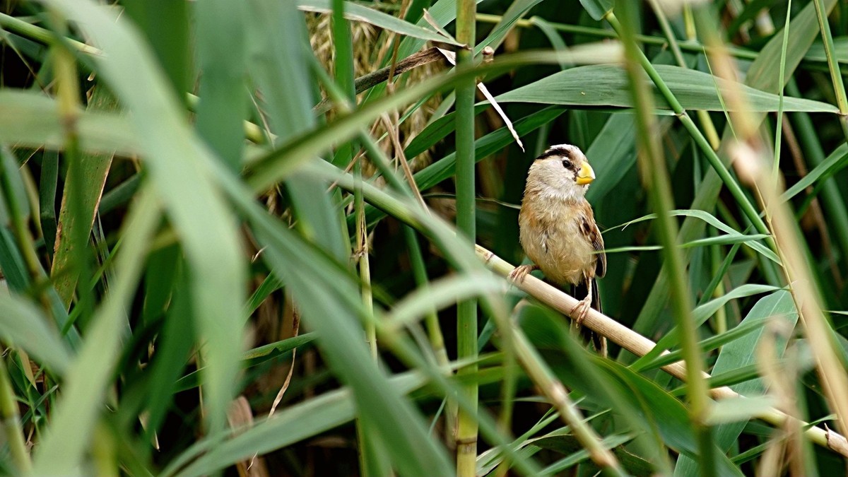 湿地公园拍鸟儿    震旦鸦雀