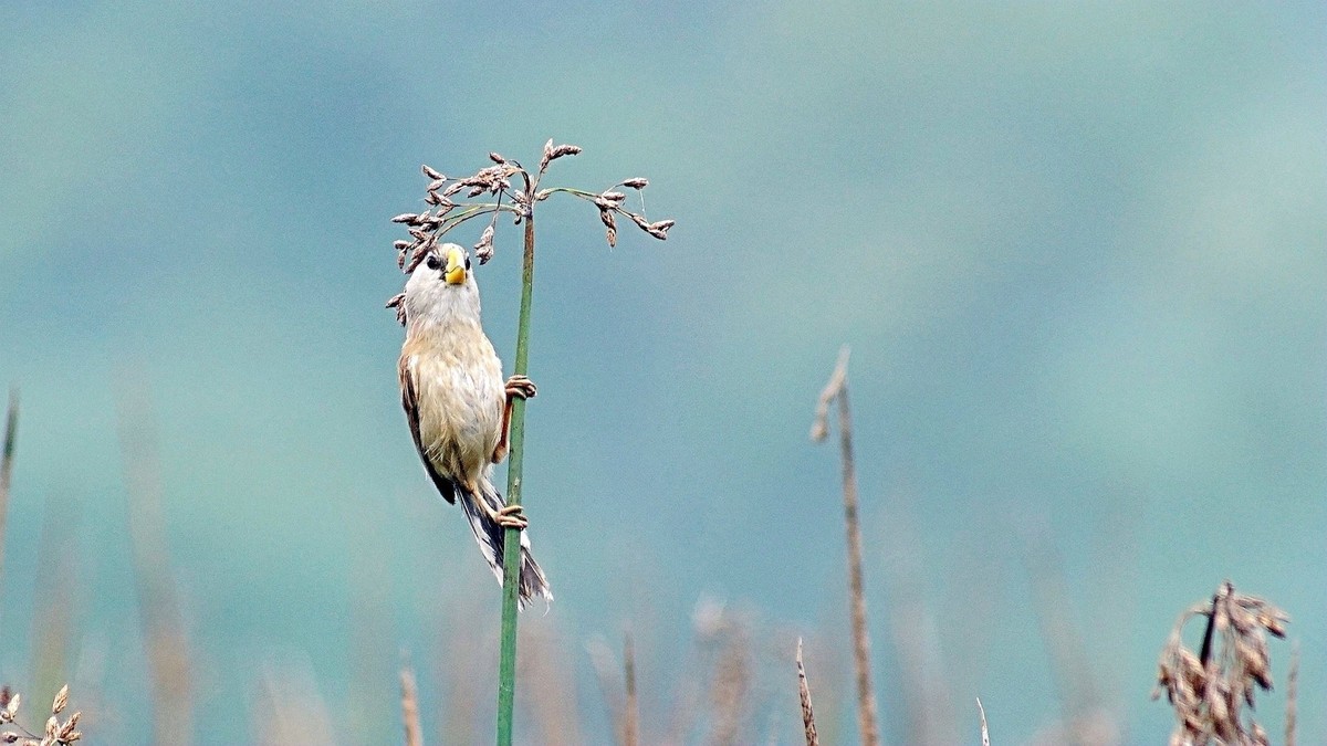 湿地公园拍鸟儿    震旦鸦雀