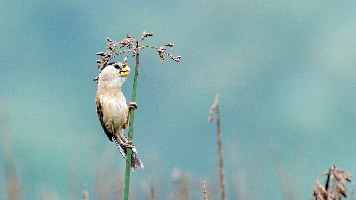 湿地公园拍鸟儿    震旦鸦雀