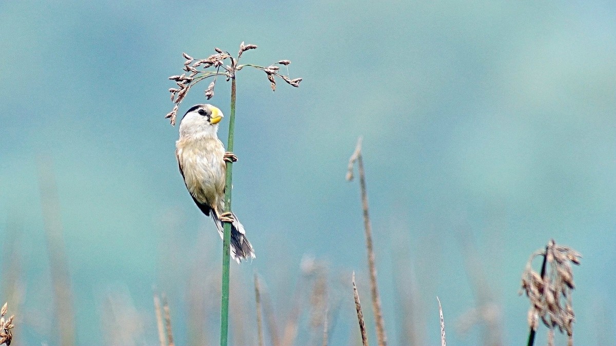 湿地公园拍鸟儿    震旦鸦雀