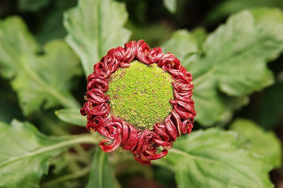 小区封控，在家欣赏去年拍的菊花照片