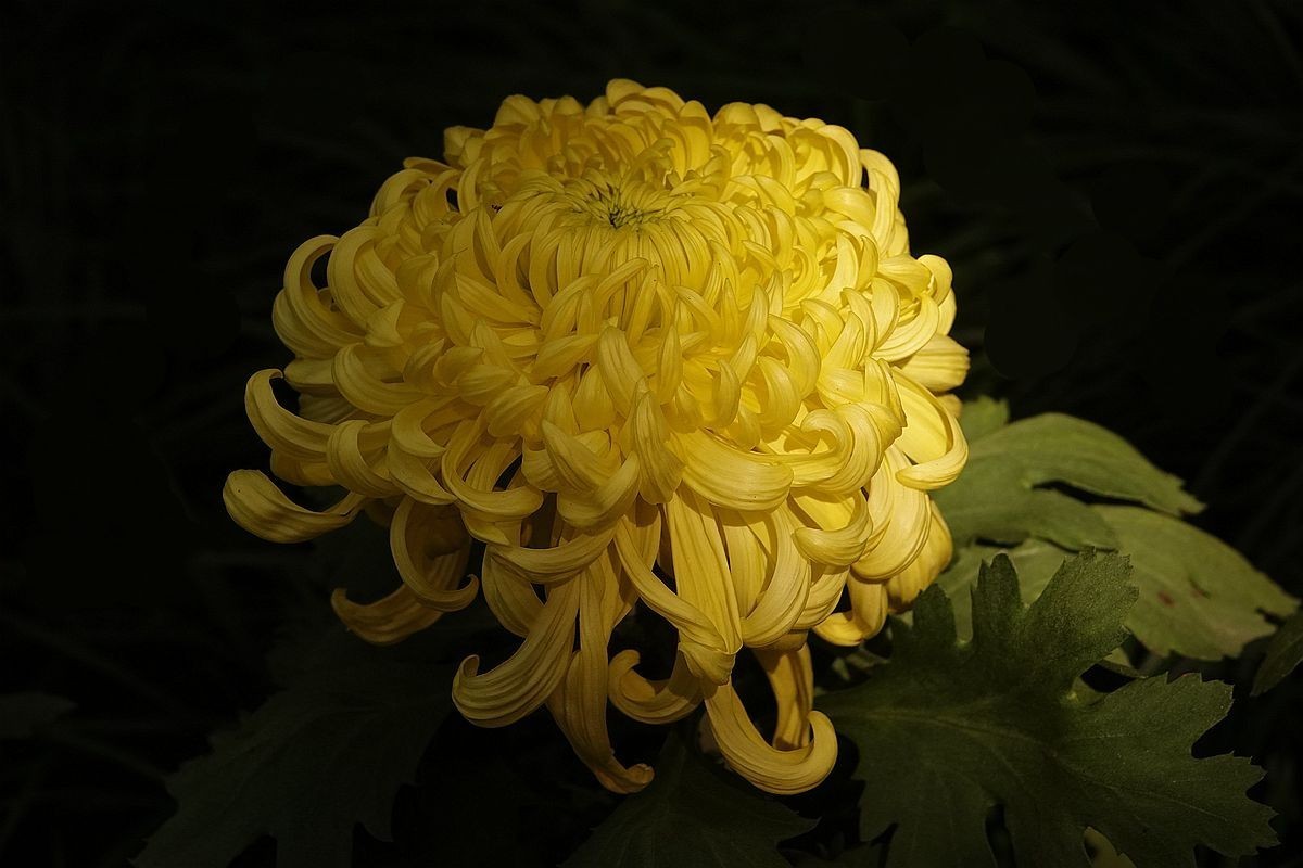 小区封控，在家欣赏去年拍的菊花照片