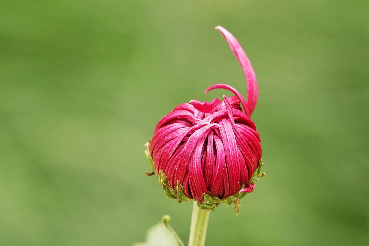 小区封控，在家欣赏去年拍的菊花照片