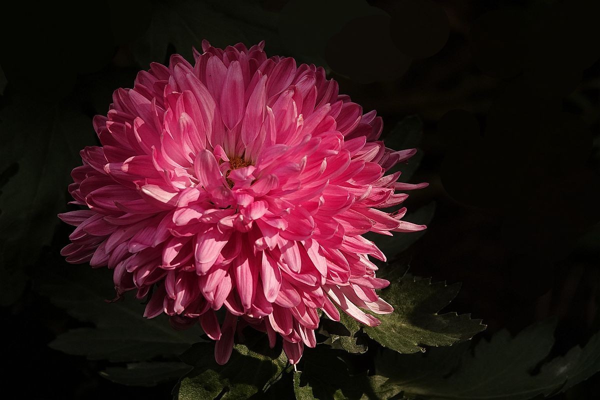 小区封控，在家欣赏去年拍的菊花照片