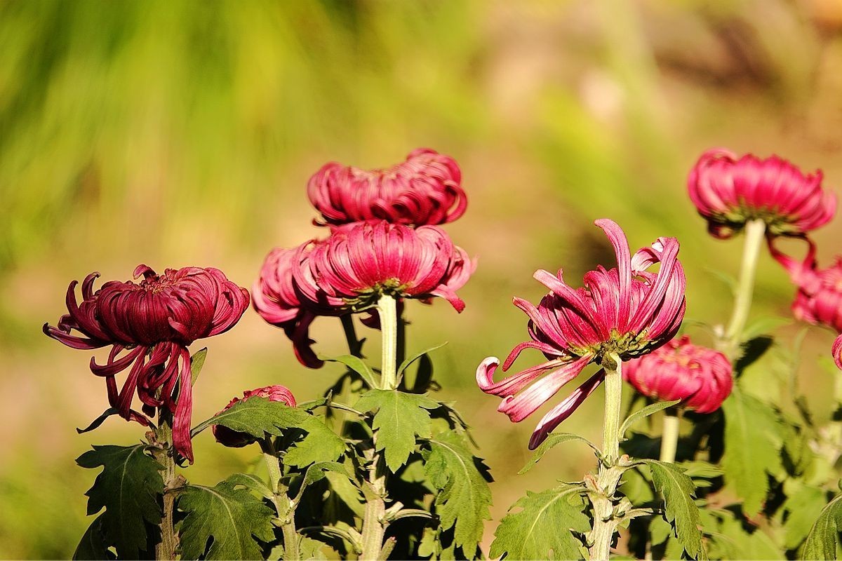 小区封控，在家欣赏去年拍的菊花照片