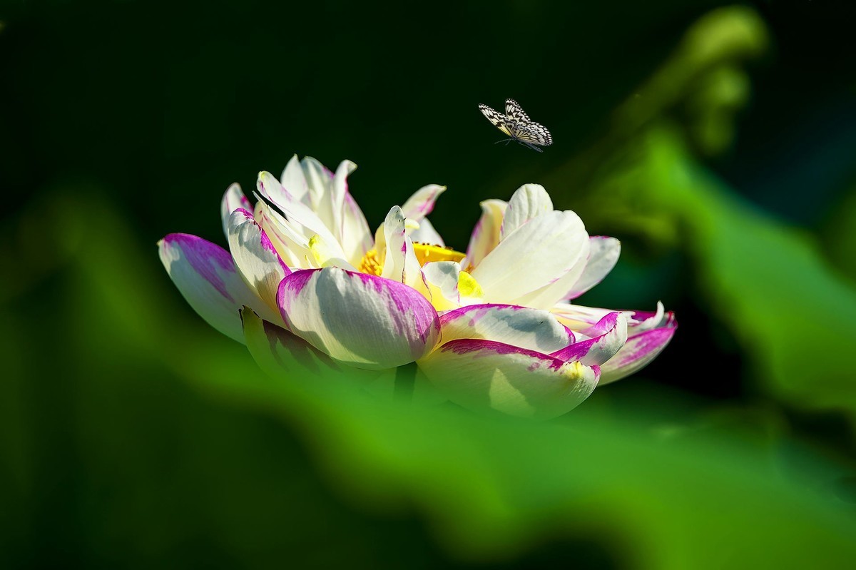 又到一年拍荷时（三）——‘’蝶恋花‘’