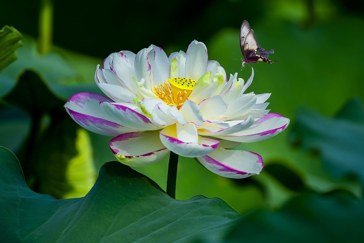 又到一年拍荷时（三）——‘’蝶恋花‘’