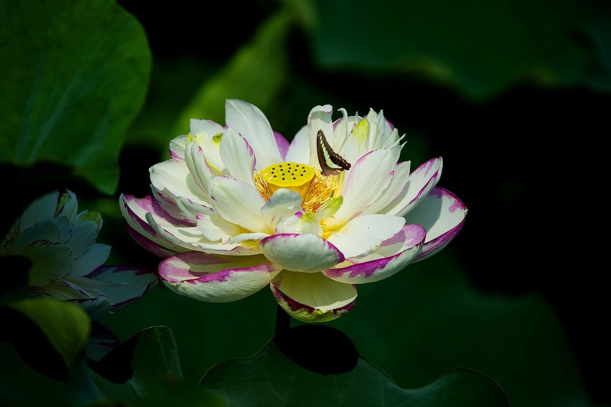 又到一年拍荷时（三）——‘’蝶恋花‘’