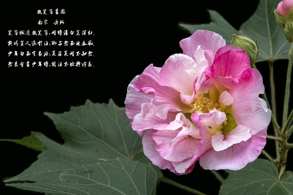 《观芙蓉有感 》 南宋  岳珂