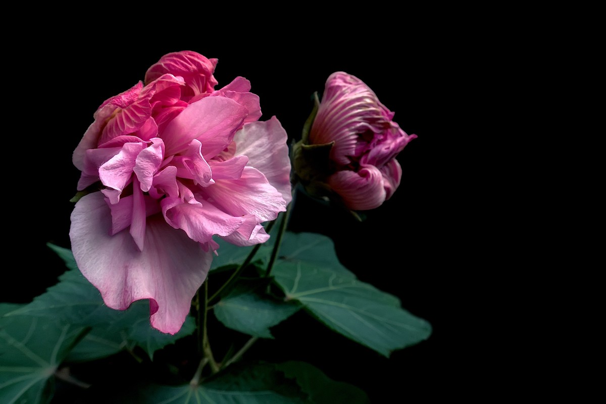《观芙蓉有感 》 南宋  岳珂