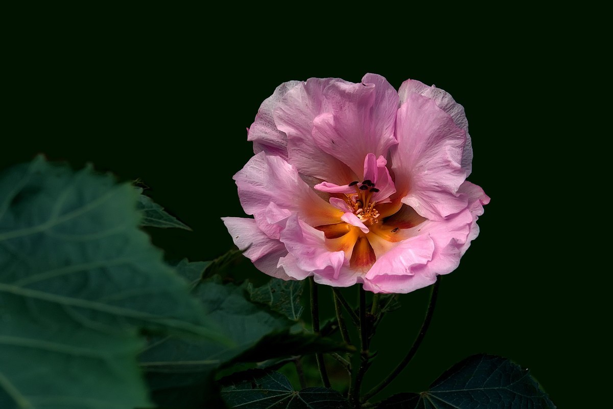 《观芙蓉有感 》 南宋  岳珂