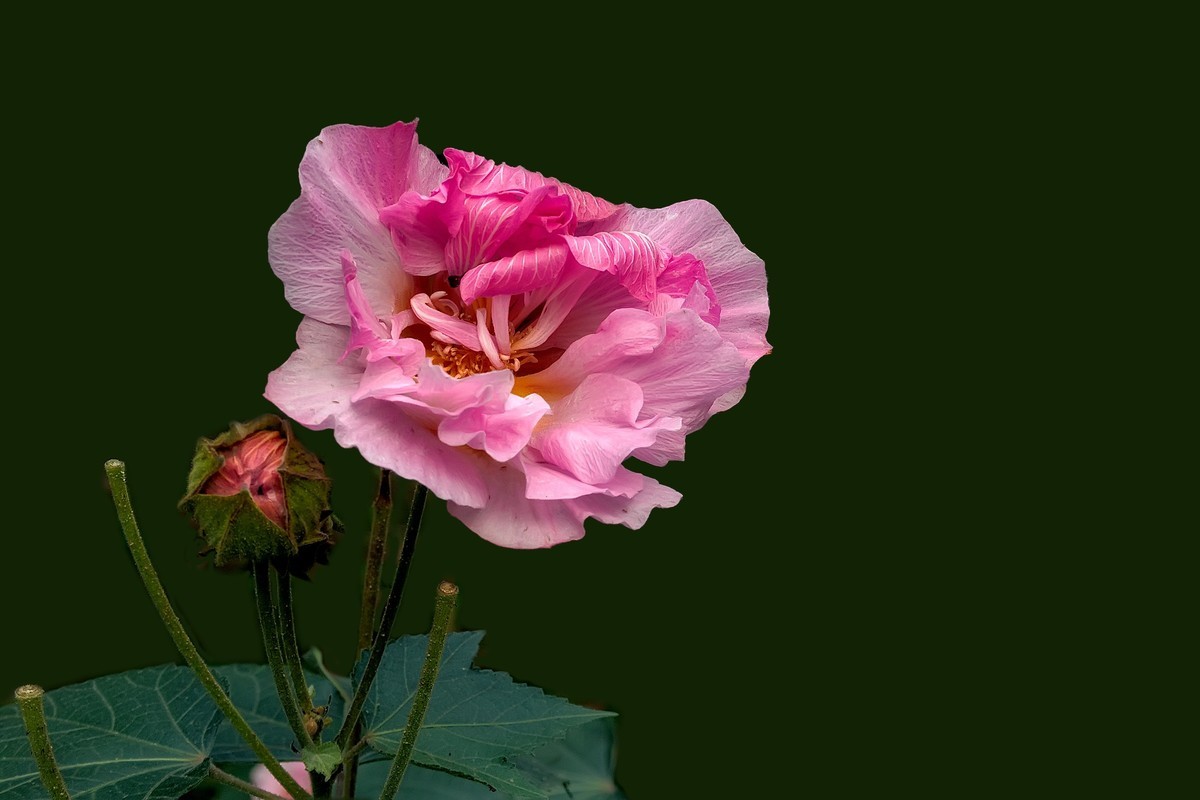 《观芙蓉有感 》 南宋  岳珂