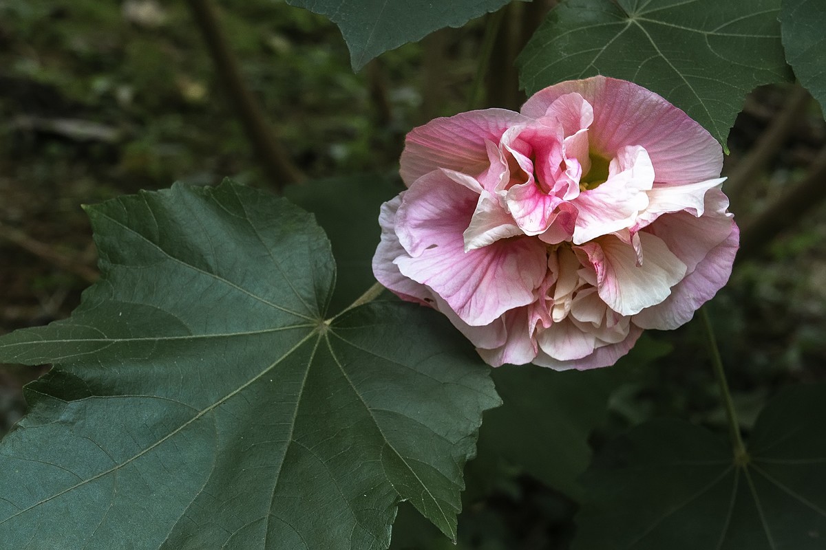 《观芙蓉有感 》 南宋  岳珂