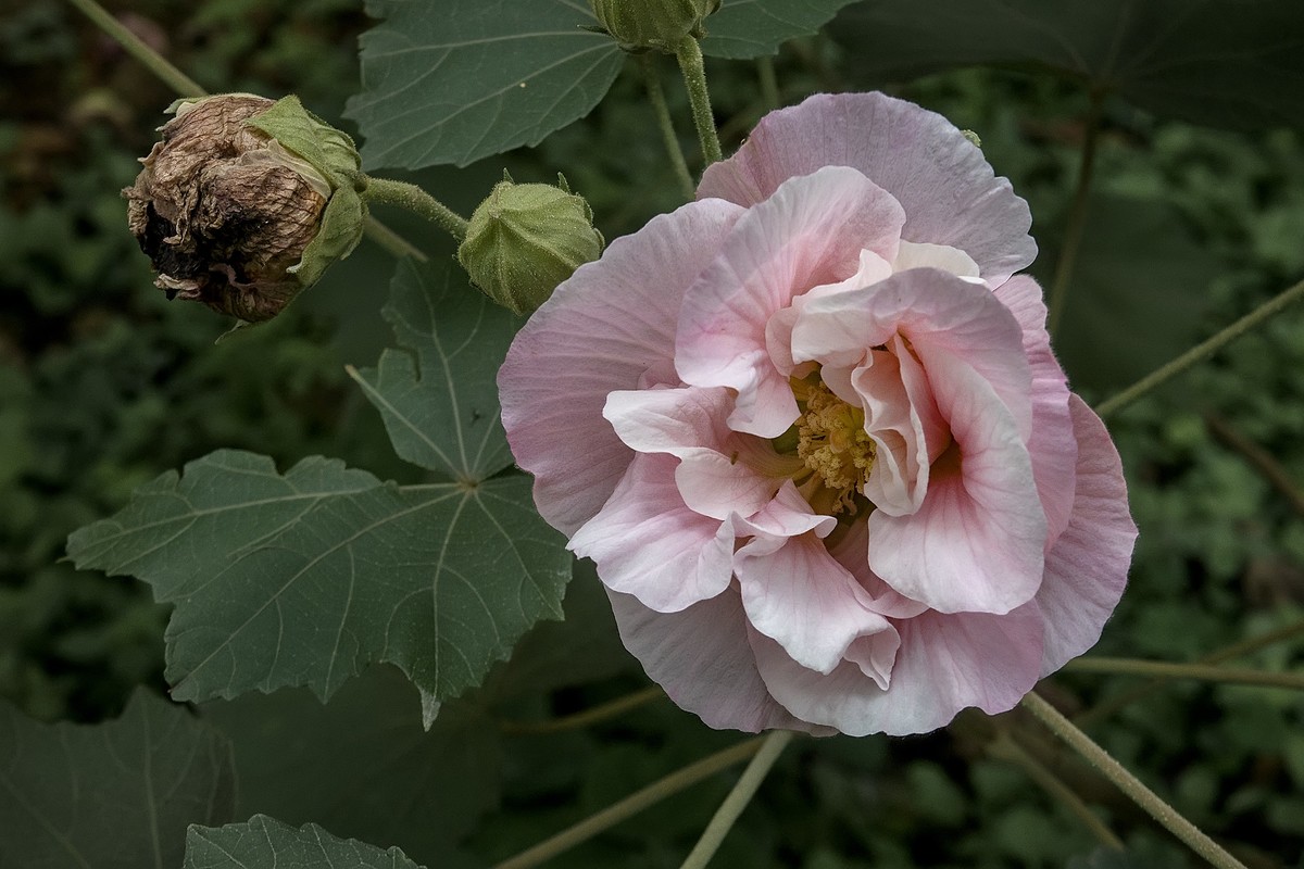 《观芙蓉有感 》 南宋  岳珂