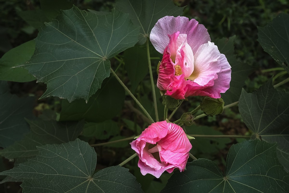 《观芙蓉有感 》 南宋  岳珂