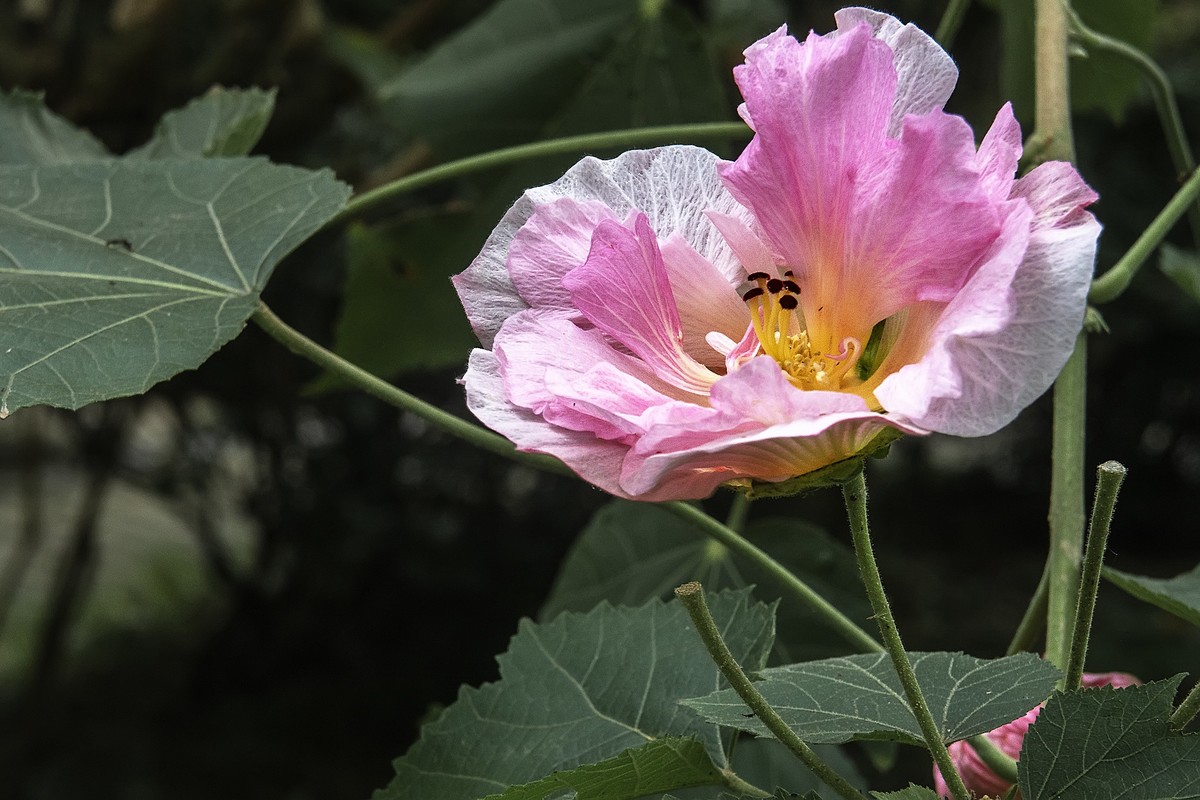 《观芙蓉有感 》 南宋  岳珂