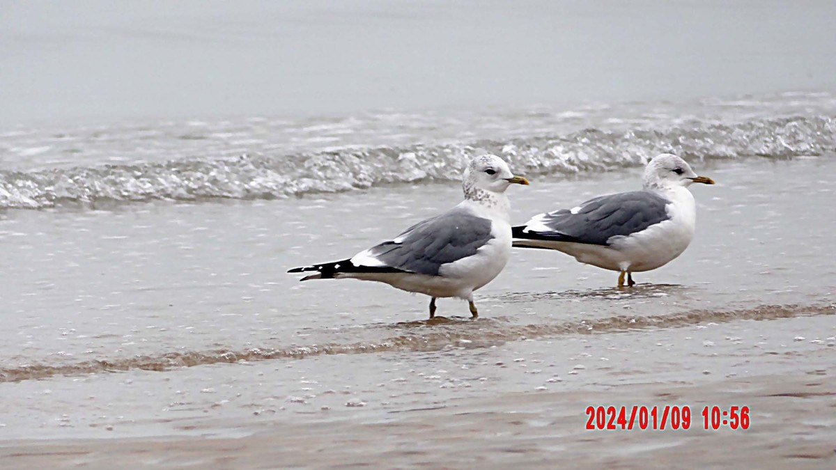抓拍海鸥
