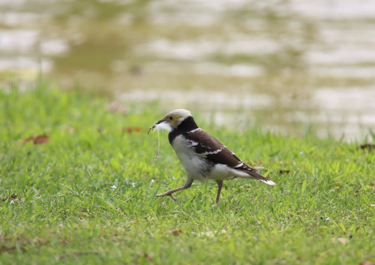 椋鸟正在收集做鸟窝的材料