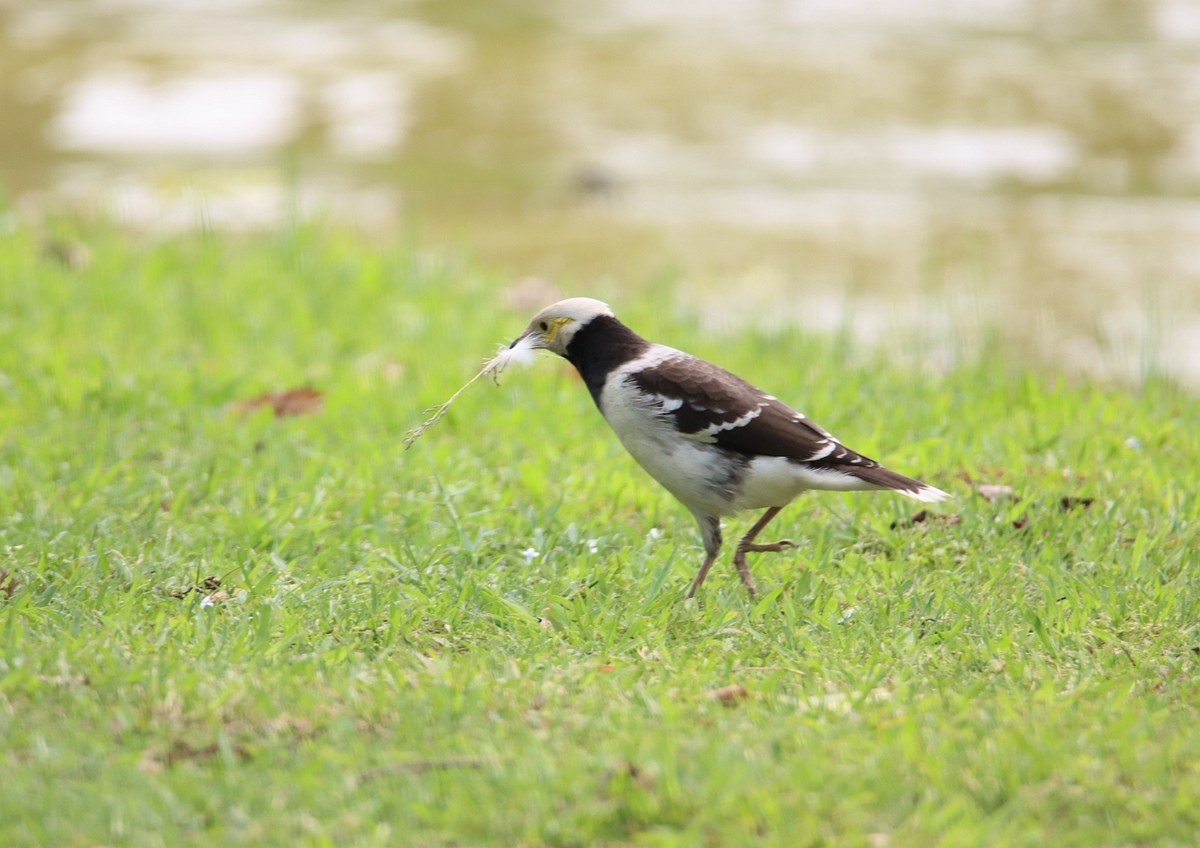 椋鸟正在收集做鸟窝的材料