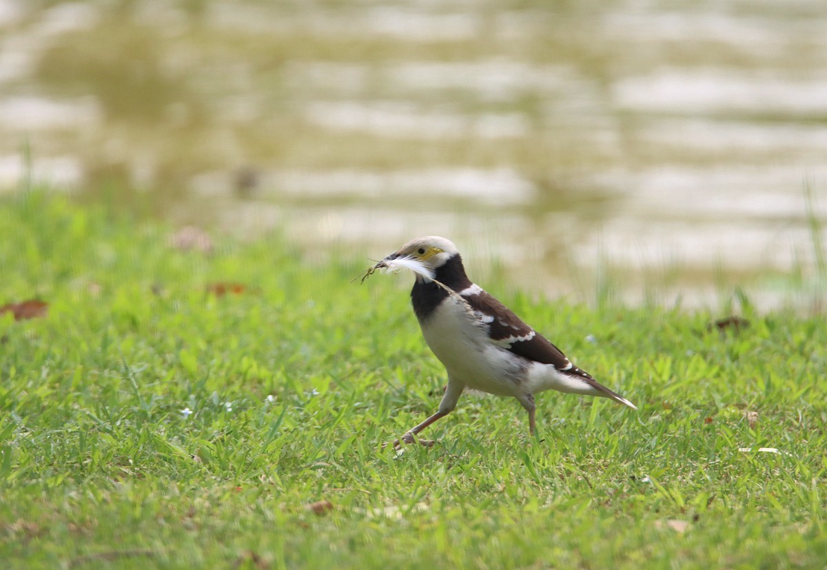 椋鸟正在收集做鸟窝的材料