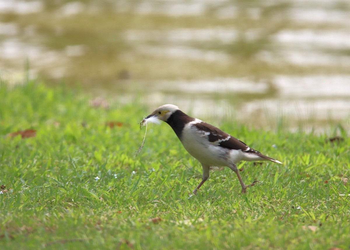 椋鸟正在收集做鸟窝的材料