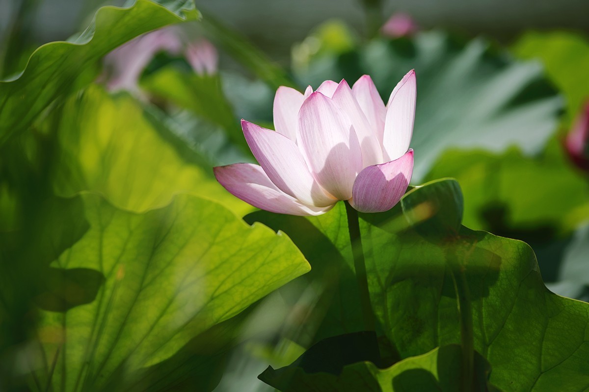 强光下的荷花再研磨