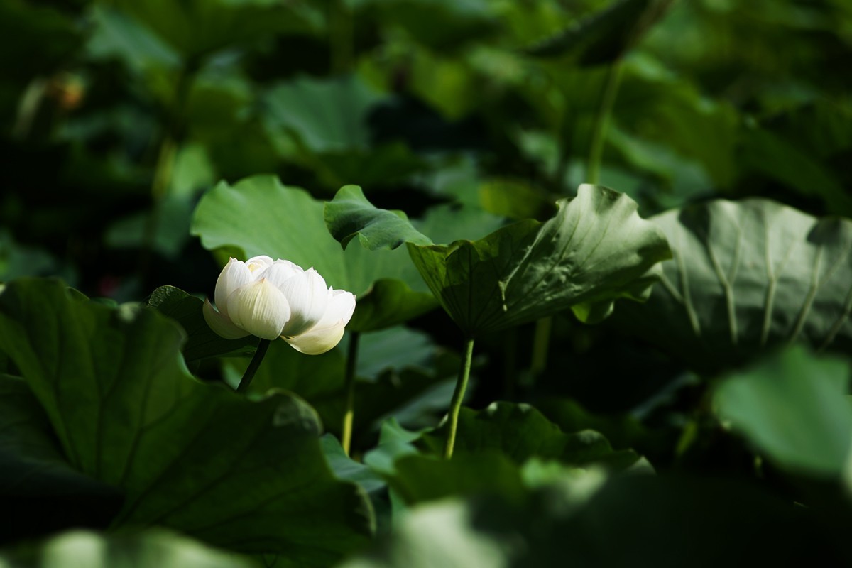 强光下的荷花再研磨