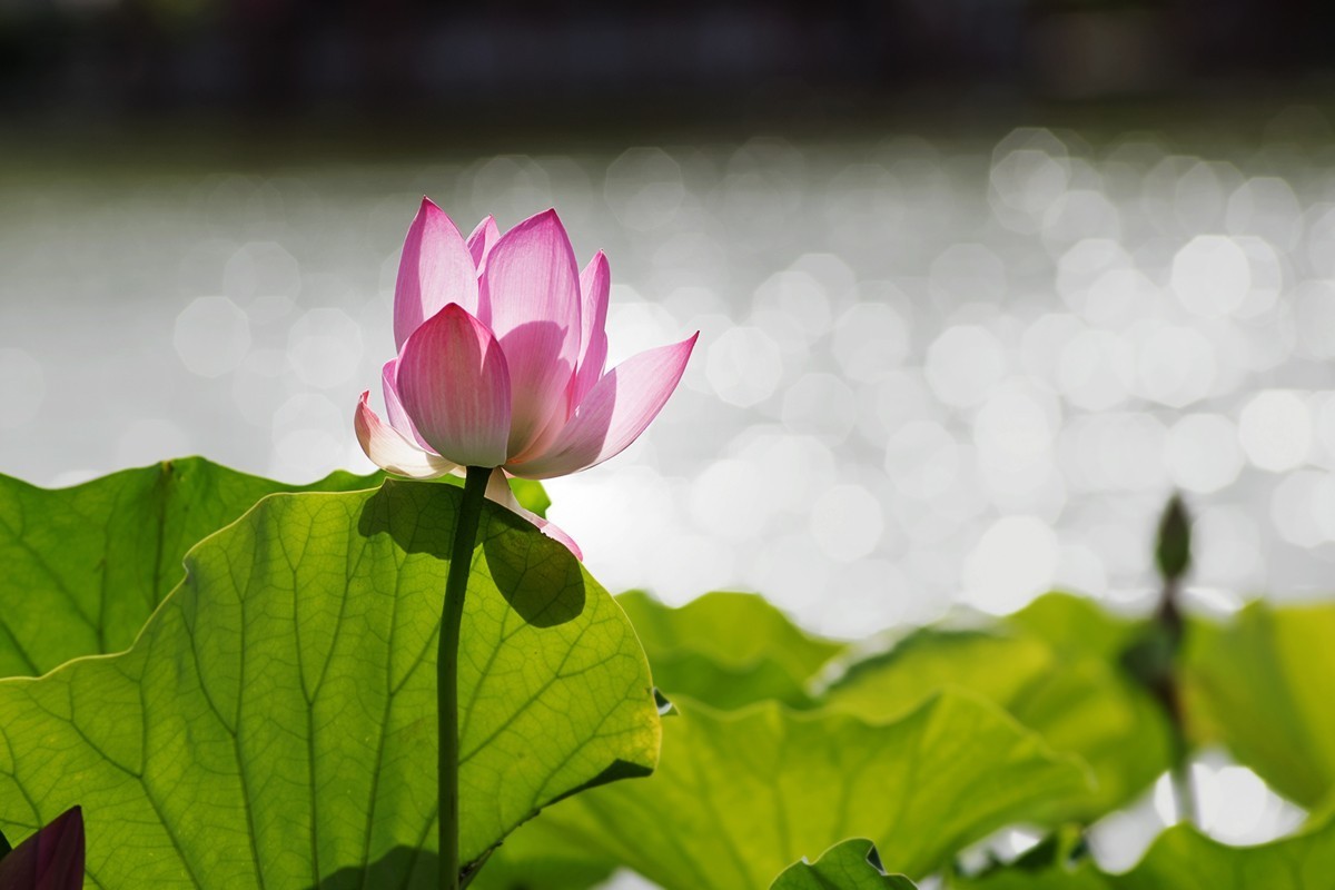 强光下的荷花再研磨