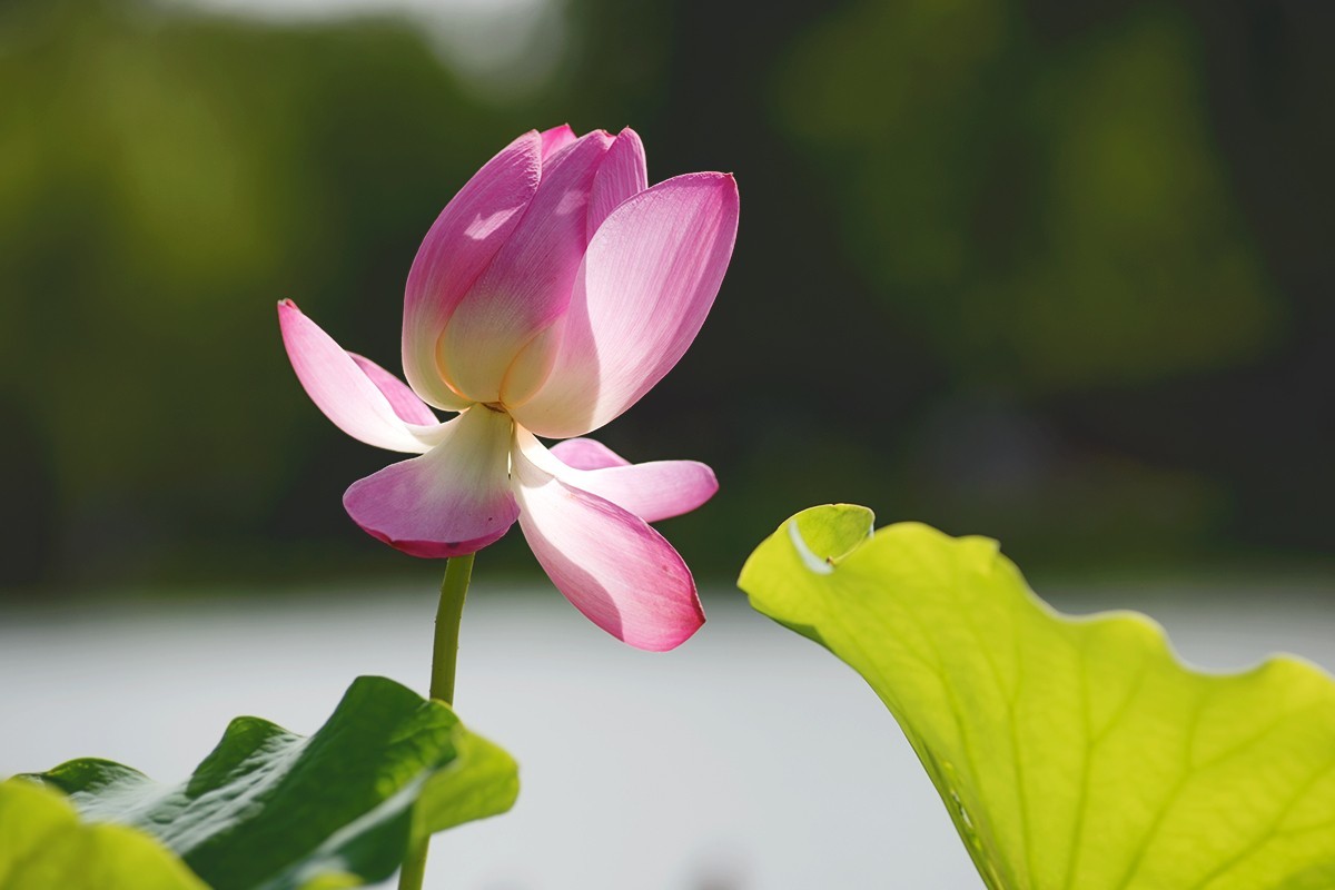 强光下的荷花再研磨