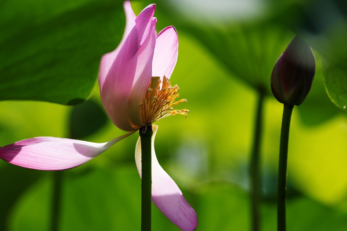 强光下的荷花再研磨