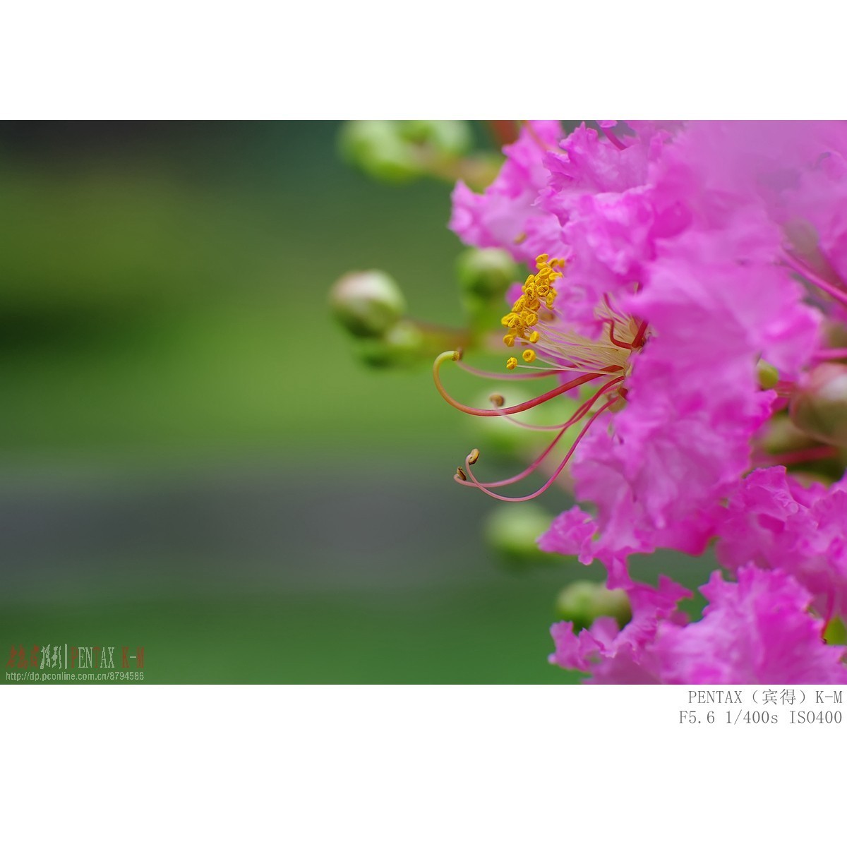 紫薇（宾得K-m）