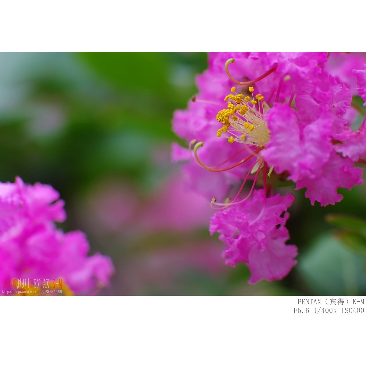 紫薇（宾得K-m）