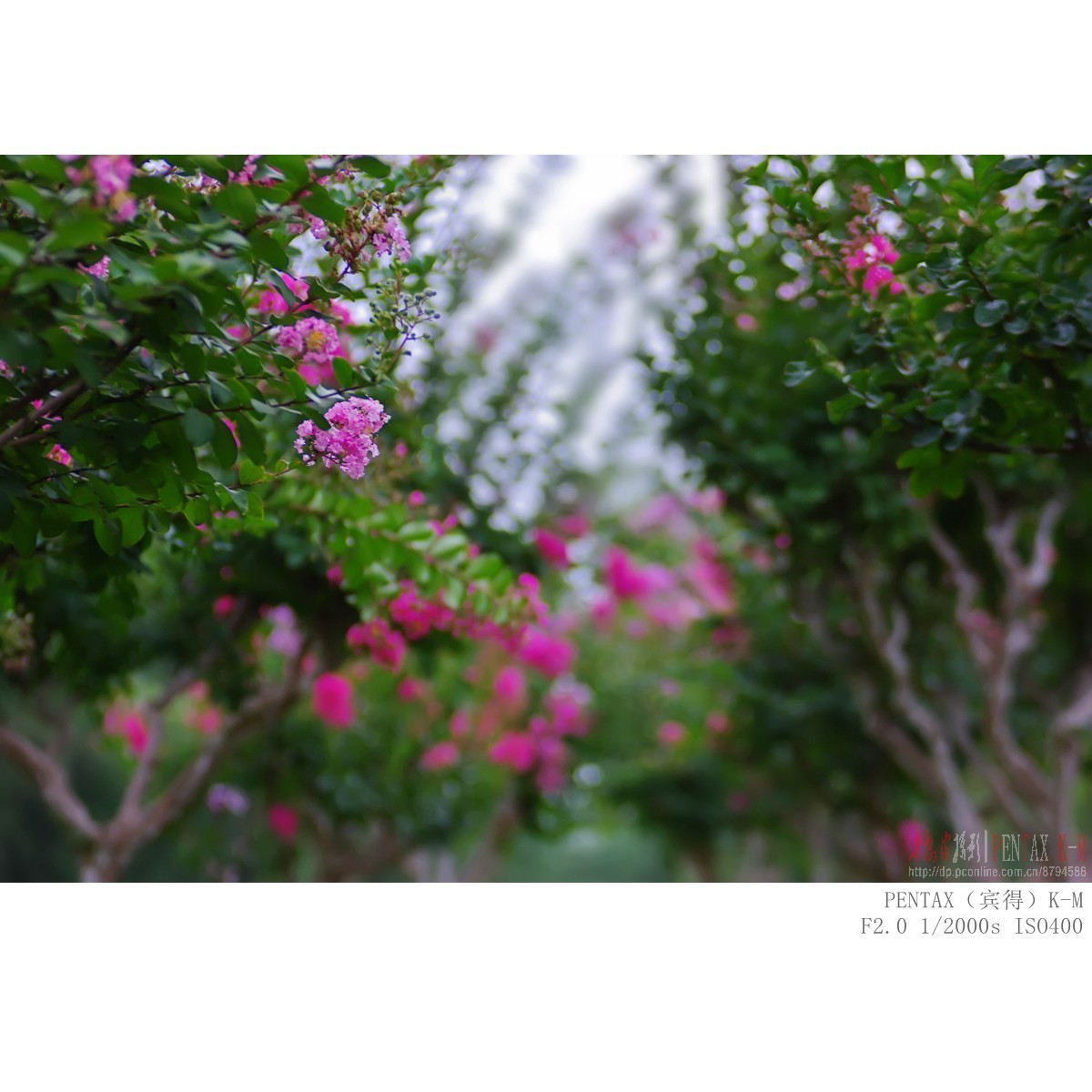 紫薇（宾得K-m）