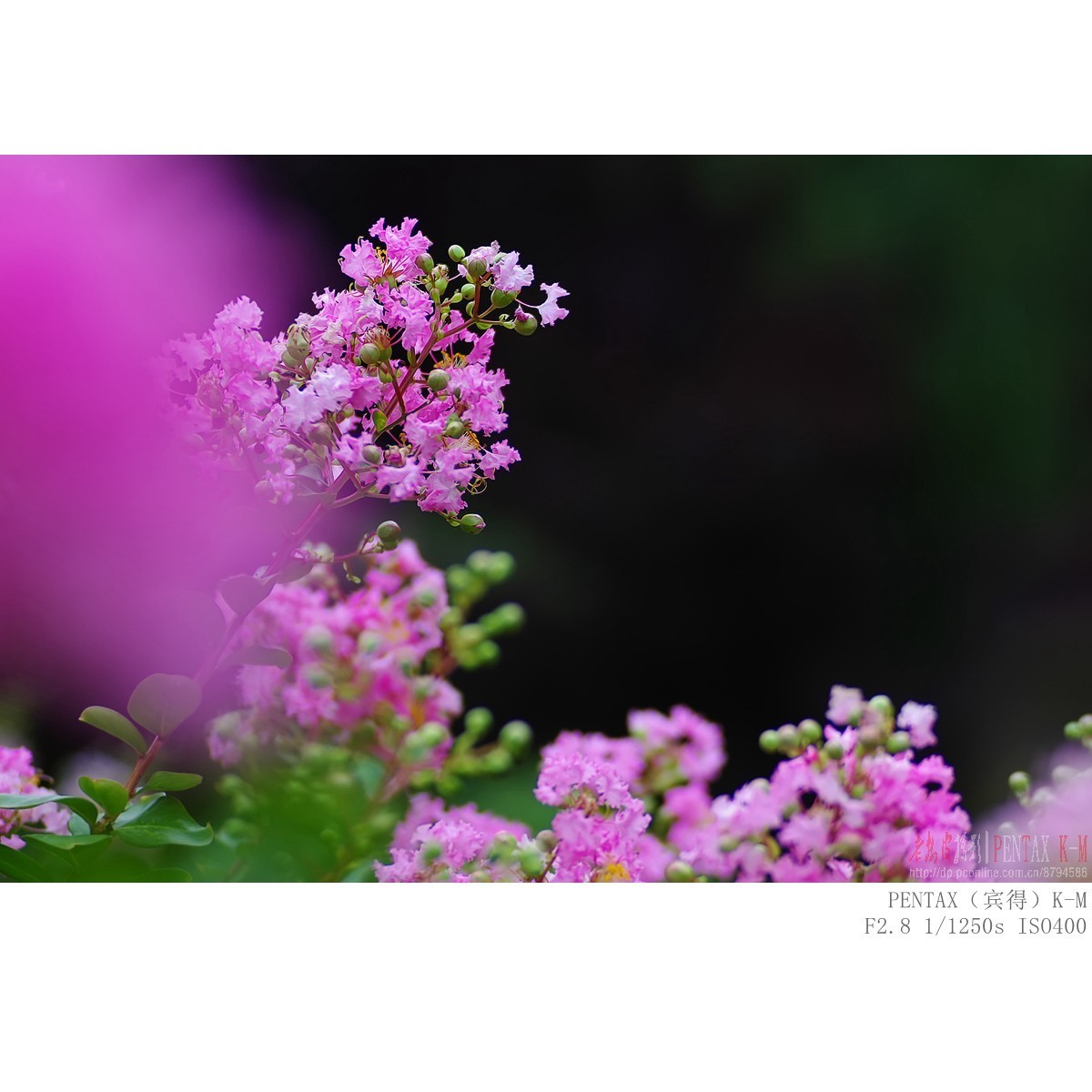 紫薇（宾得K-m）