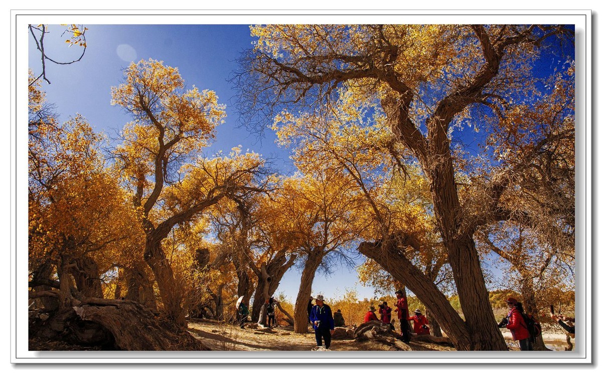 开往金秋的火车