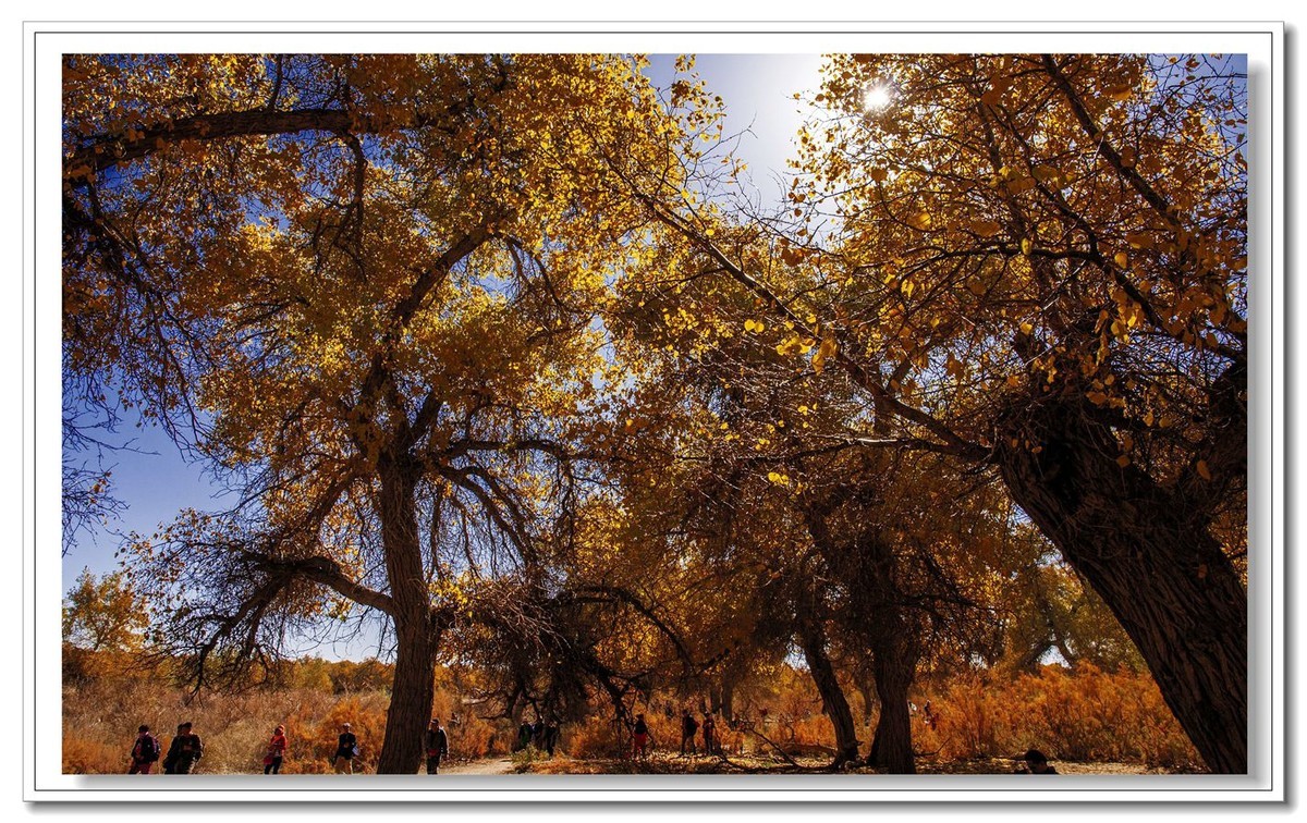 开往金秋的火车