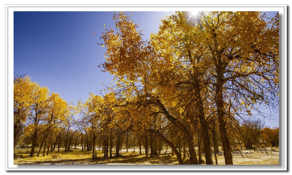 开往金秋的火车