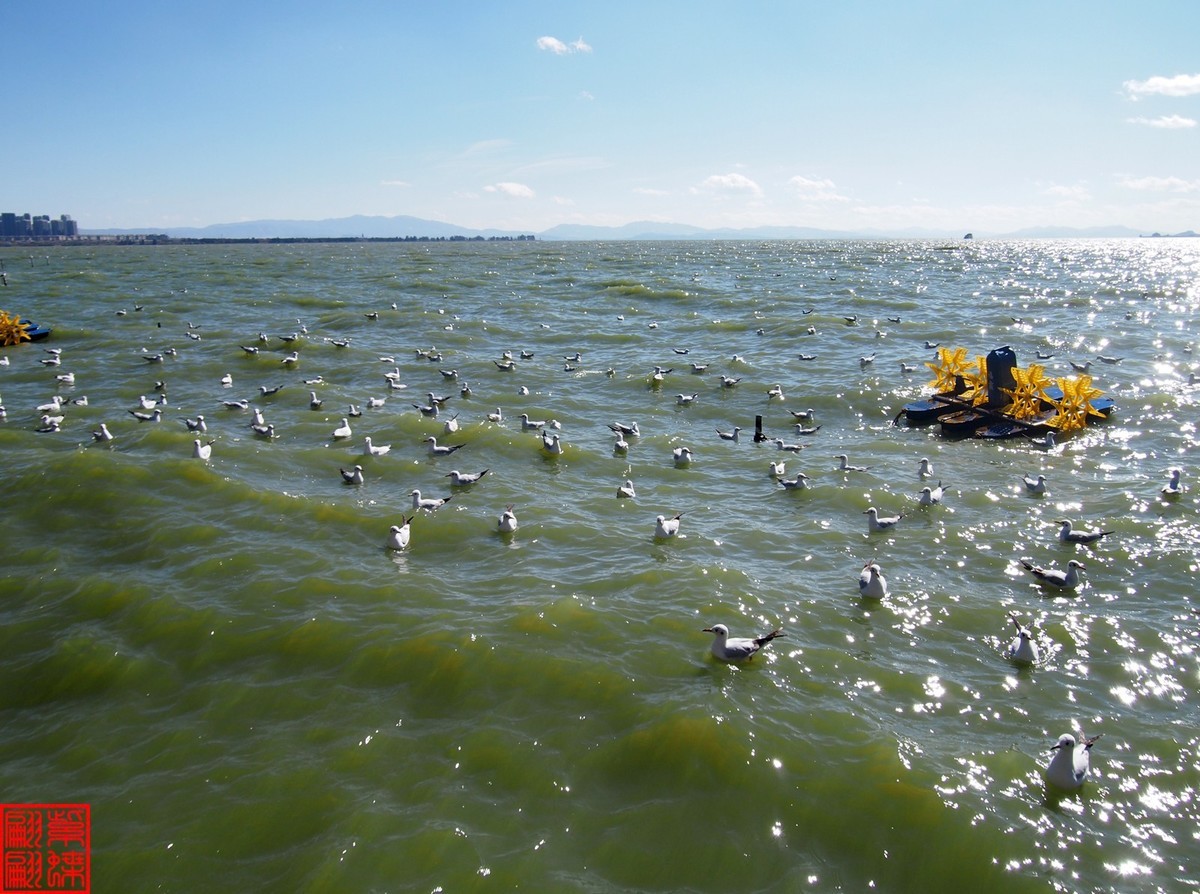 2023.12游滇池（11）