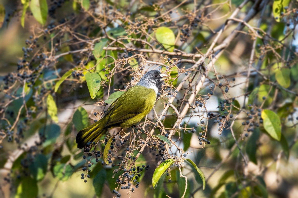 领雀嘴鹎（六）
