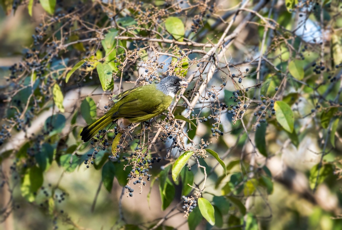 领雀嘴鹎（六）