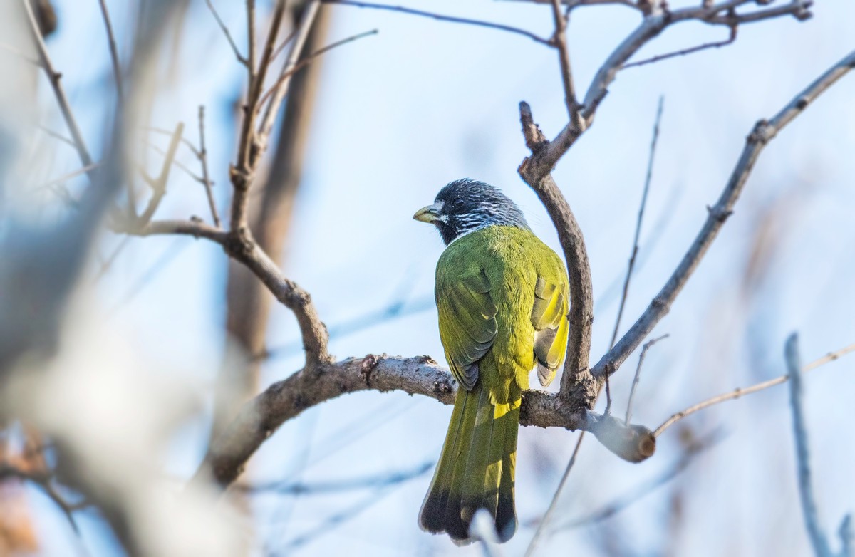 领雀嘴鹎（六）