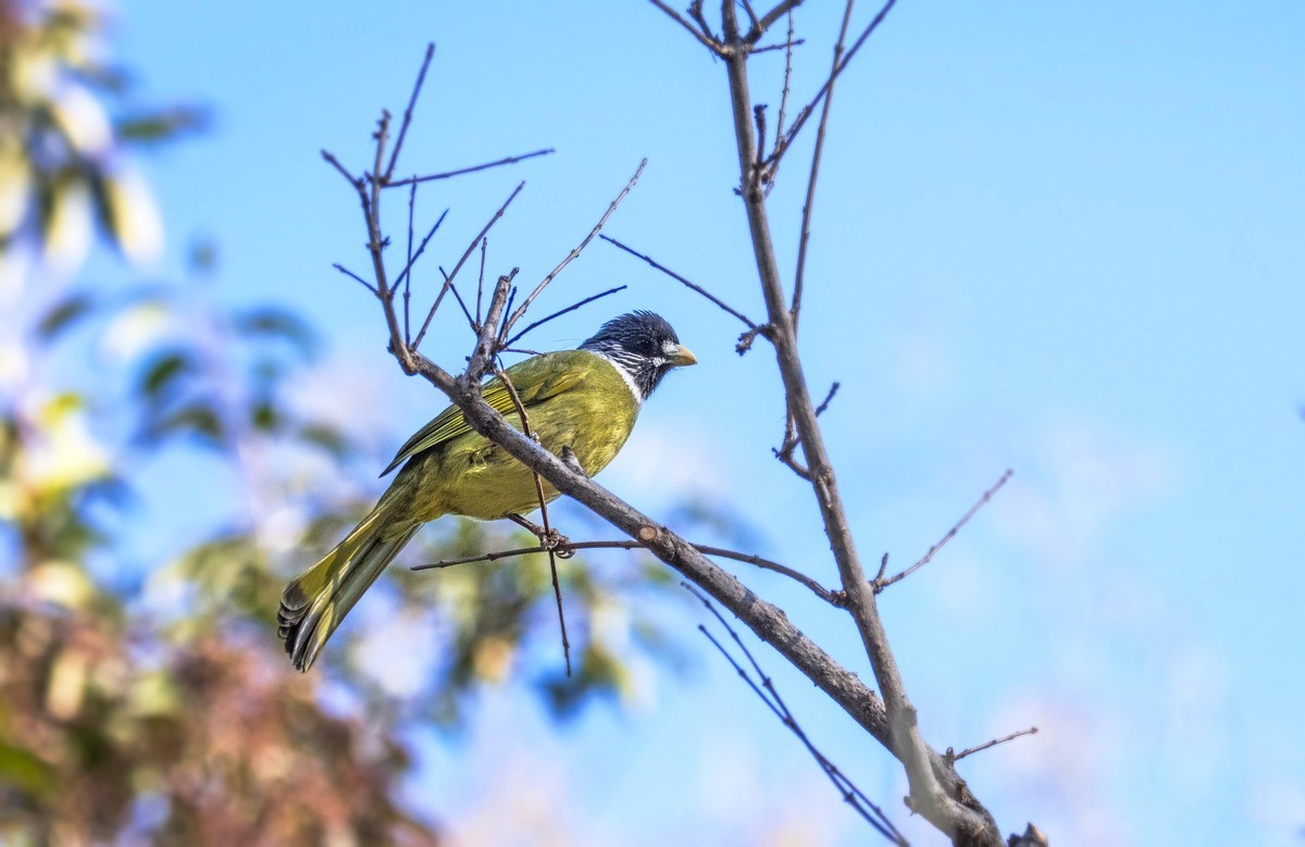 领雀嘴鹎（六）